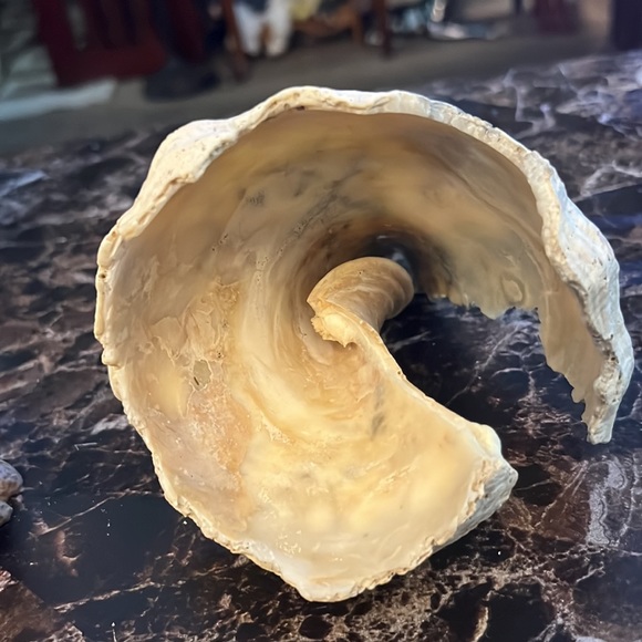 Sea shells - Picture 6 of 7